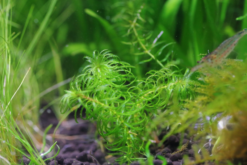 植栽から180日目　グレートモス